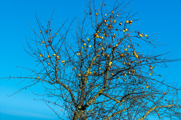 Kahler Baum mt Äpfeln im Herbst