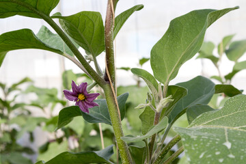 flor de berenjena en la planta