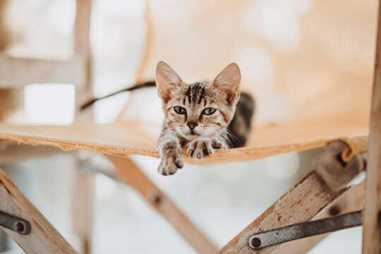 liegendes, m&uuml;des K&auml;tzchen