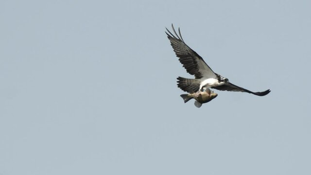 Fischadler in Mecklenburg Vorpommern