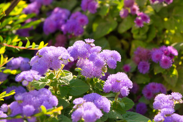 purple flowers blooming in garden at winter time