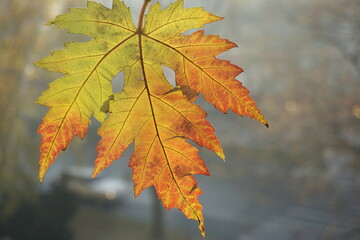 autumn maple leaf