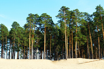 pine forest