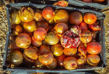 fruits and vegetables