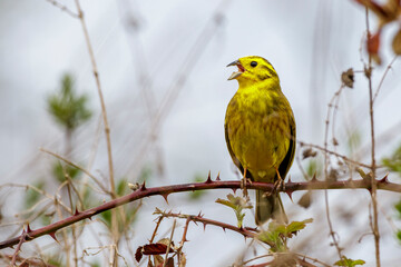 Obraz premium Goldammer (Emberiza citrinella) Männchen