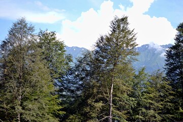 pine forest in winter