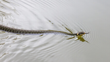 Ringelnatter (Natrix natrix)