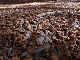 i colori della natura autunnale nel bosco