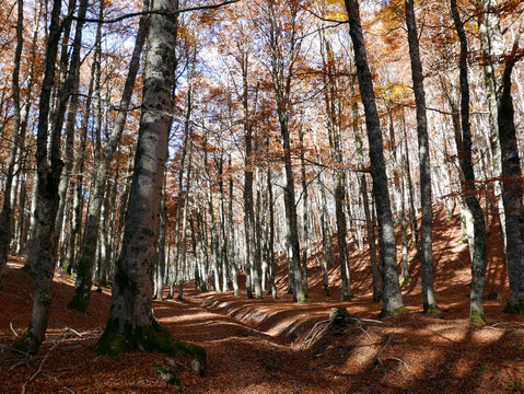 i colori della natura autunnale nel bosco