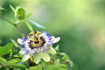 passion flower in a garden