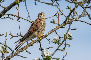 Turmfalke (Falco tinnunculus) Männchen