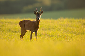 Naklejka na ściany i meble Roe deer, capreolus capreolus, buck with antlers standing on grassland in sunny summer nature with copy space. Roebuck looking on green pasture in sunlight. Wild male mammal watching on meadow.
