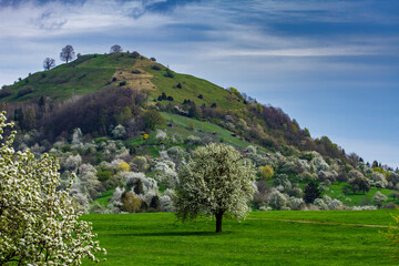 Streuobstwiesen bei an der Limburg bei Weilheim an der Teck, Baden-Württemberg