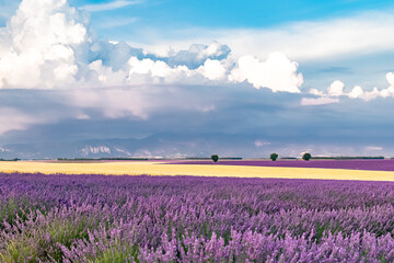 Lavender field in Provence, colorful landscape in spring
