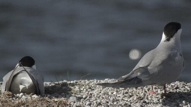 common tern, germany, nest, summer