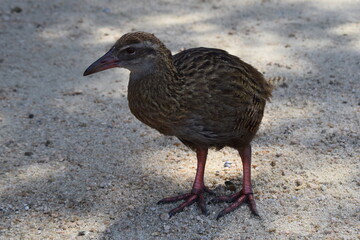 Wekas in Abel Tasman Costal Trail (New Zealand).