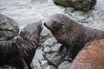 Obraz premium Seal colony in Cape Palliser (New Zealand).