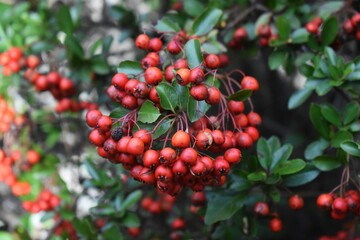 Branches with red berries of Pyracantha Red Column - Firethorn Red Column.