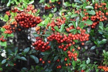 Branches with red berries of Pyracantha Red Column - Firethorn Red Column.