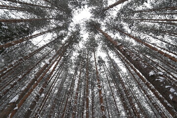beautiful forest and sky in winter