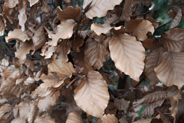 Copper Beech (Fagus sylvatica atropurpurea) close-up