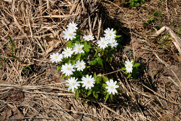 spring flowers of siberia