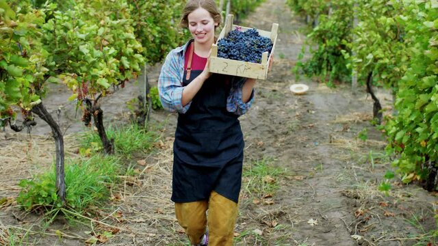 Concept of organic food and growing smiling large pretty woman countryside walking in front of the camera through the vineyard holding full of fresh grapes on the basket. Shot on ARRI Alexa