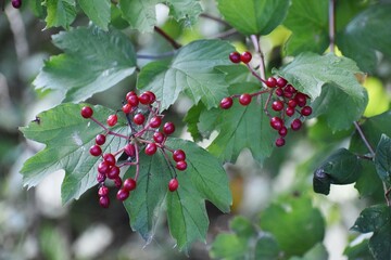 Branches with red berries of Viburnum edule, in the garden.