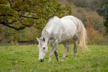 Obraz na płótnie Canvas A Grey Horse Walking Though a Field with Trees