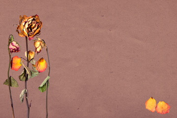 Roses et pétales de roses sur texture. Graphisme. Carte postale. 