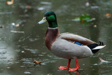 Mallard duck - Anas platyrhynchos, common water bird from European rivers and lakes, Zlin, Czech Republic.