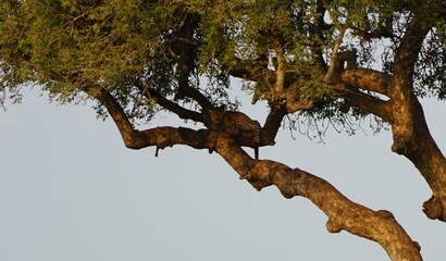 Leopar is resting on a tree at the Kruger National Park
