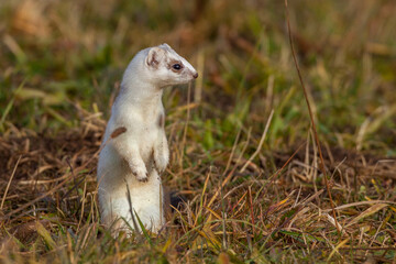 Hermelin (Mustela erminea) im Winterfell