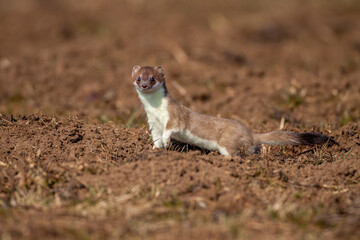 Hermelin (Mustela erminea)