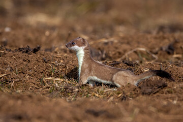 Hermelin (Mustela erminea)