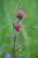 Kuklik zwisły g&oacute;rski, kwiaty tatrzańskie, Geum rivale