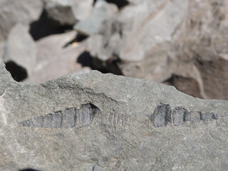 Patagonia