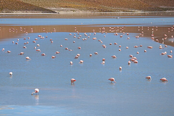 Fototapeta na wymiar Flamboyance of Pink Flamingos Grazing at Laguna Hedionda, the Saline Lake in Bolivian Altiplano, Potosi Department of Bolivia
