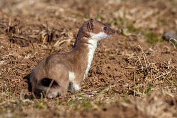Hermelin (Mustela erminea)
