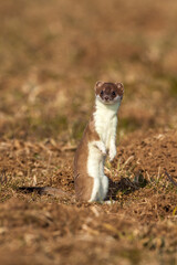 Hermelin (Mustela erminea)
