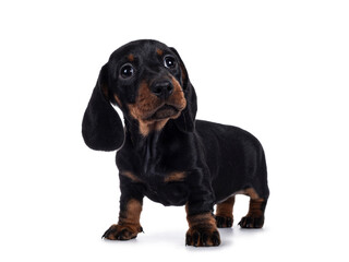 Adorable black and tan Dachshund aka Teckel dog puppy, standing facing front' Looking with head up beside camera. Isolated on white background.