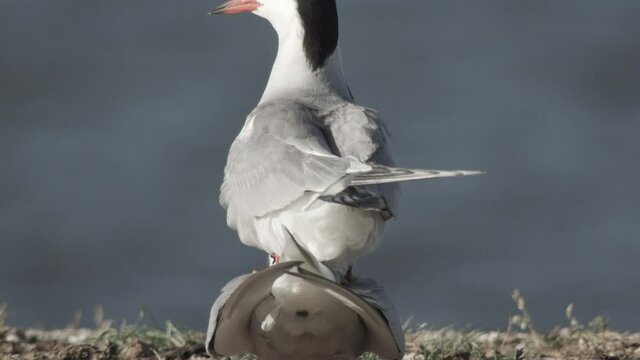 common tern, germany, nest, summer
