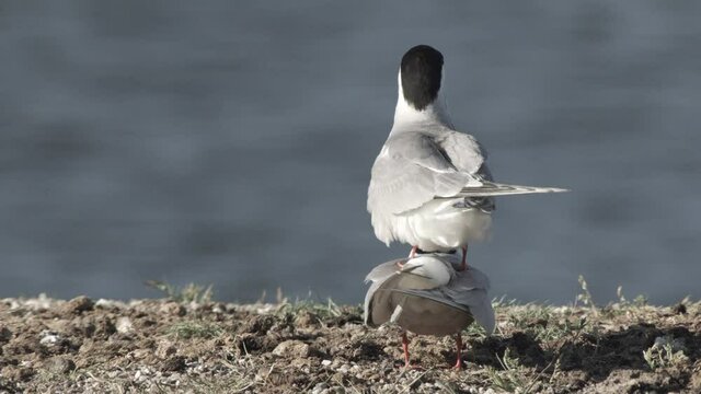 common tern, germany, nest, summer