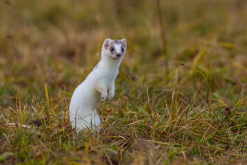 Hermelin (Mustela erminea) im Winterfell