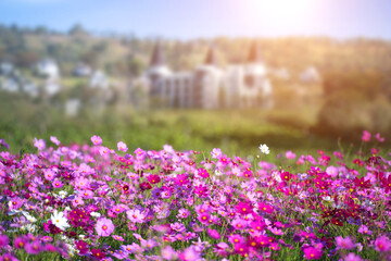 Flower garden on hill with castle background.