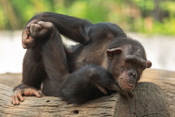 Chimpanzee resting on a wooden log at a wildlife sanctuary