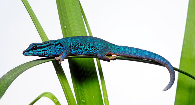 Turquoise dwarf gecko // Himmelblauer Zwergtaggecko (Lygodactylus williamsi)