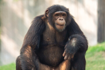 Chimpanzee ape in close up portrait view shot at a wildlife reserve