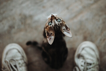 Katze, treuer Blick, Mensch und Tier, von oben