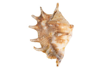 seashell isolated on a white background. top view